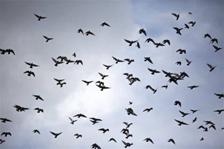 Birds Free Stock Photo Public Domain Pictures