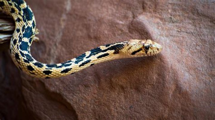 Snakes of Colorado Museum of Natural History University of Colorado