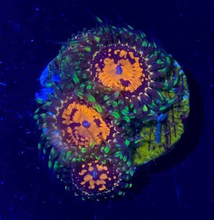 The Ultimate Guide To Zoa Chips: Your Gateway To Advanced Aquarium Keeping