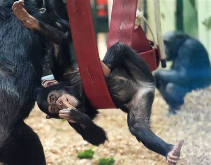 Two New Chimpanzees at the Zoo — City of Albuquerque